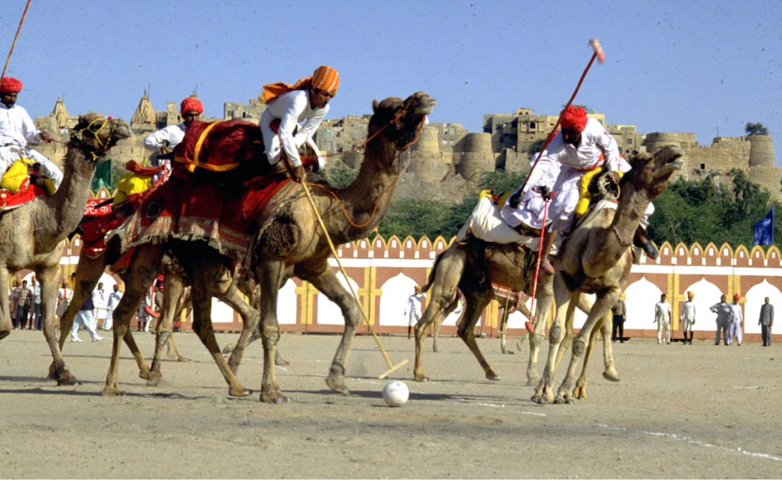 The Arabian Twist: Camel Polo