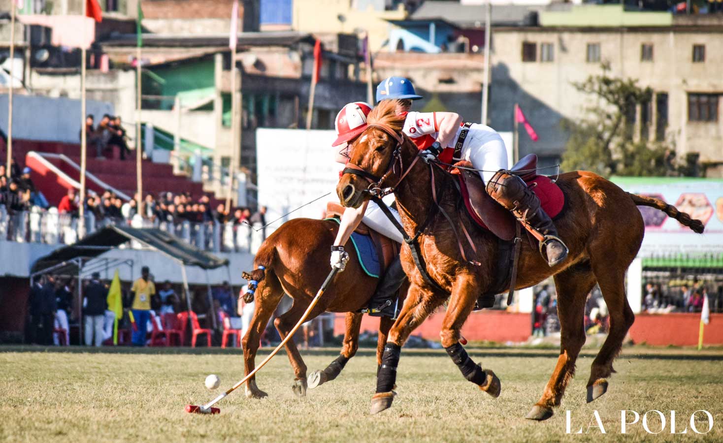 manipur polo  ,polo ponies
