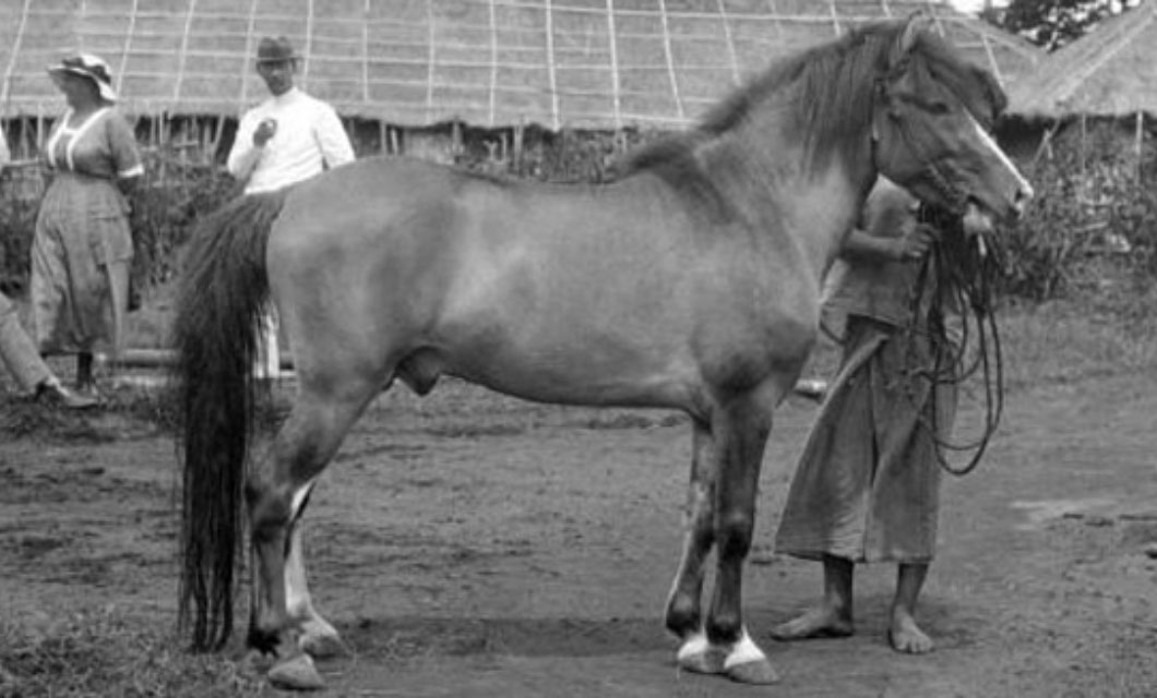 batak-polo-pony-in-indonesia-lapolo