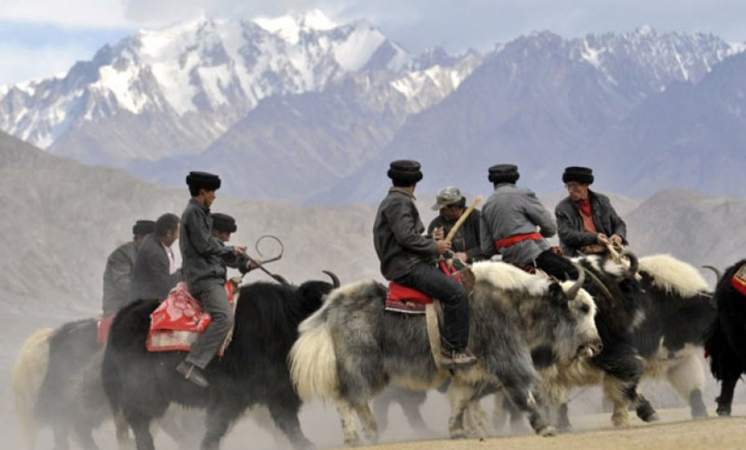 Yak Polo at Brohgil Festival