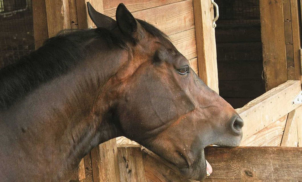 horse-teeth-bit-seat-la-polo