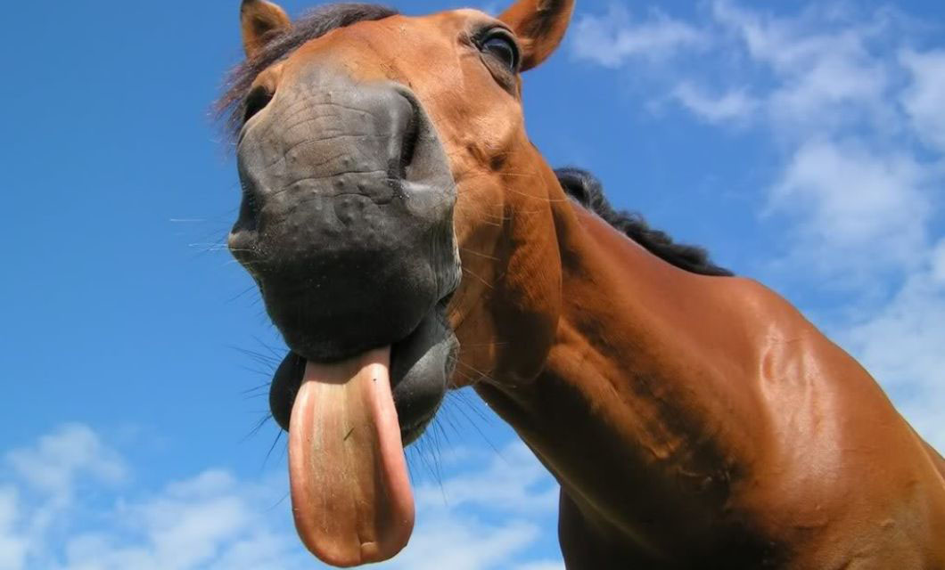 horse-teeth-caps-la-polo