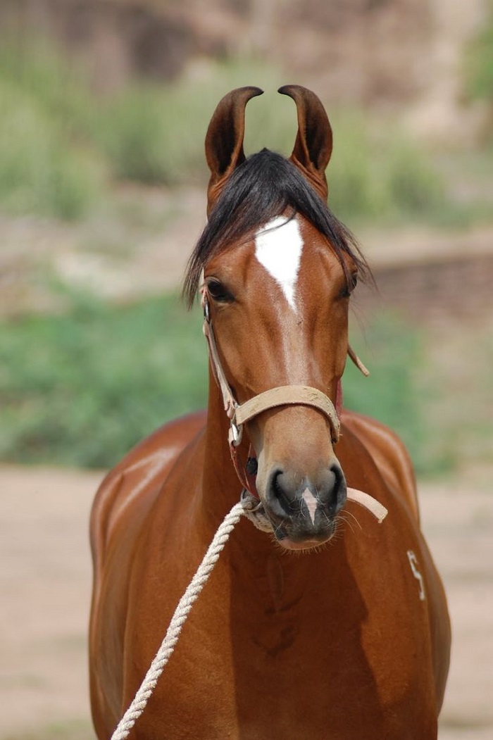 marwari-horse-breed-polo-pony-lapolo.jpg