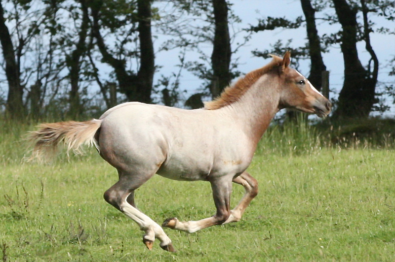 ZANISKARI HORSE,ARABIAN PONY,MANIPURI PONY,KATHIAWARI HORSE,SPITI HORSE,BHUTIA HORSE,MARWARI HORSE,CRIOLLO POLO PONY,The Quarters ,THOROUGHBRED-QUARTER POLO PONY,THOROUGHBRED POLO PONY,ARGENTINE POLO PONY,best horse breeds that can be used as polo ponies.,polo pony,Polo Ponies