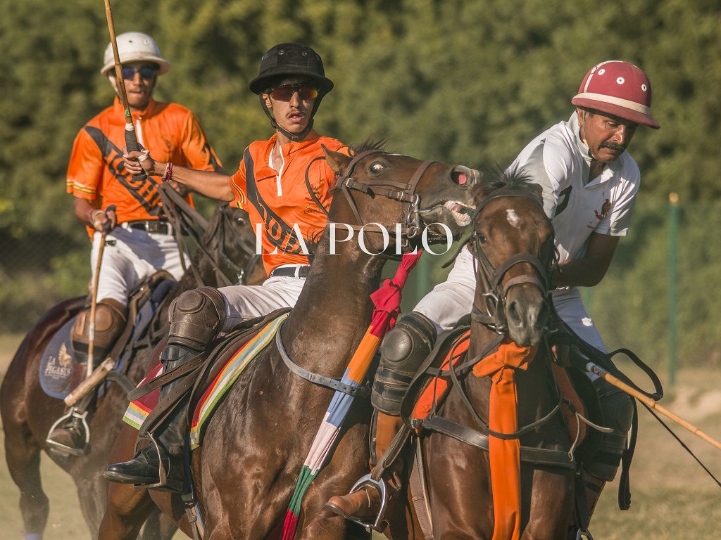 types-of-horses-polo-ponies-lapolo